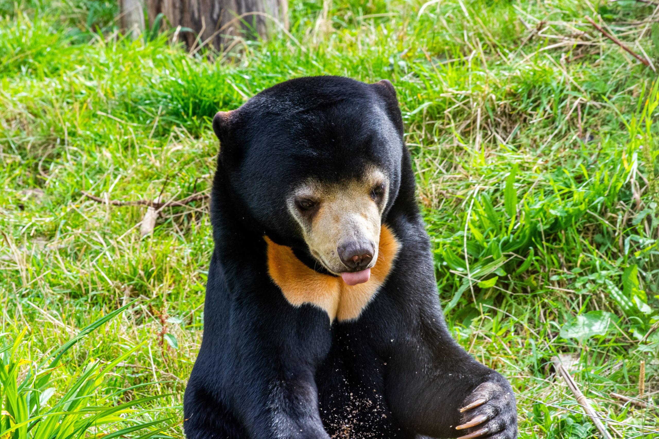 медведь в тайланде